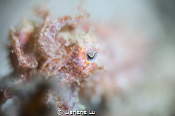 Catching a cuttlefish in fog by Darlene Lu 